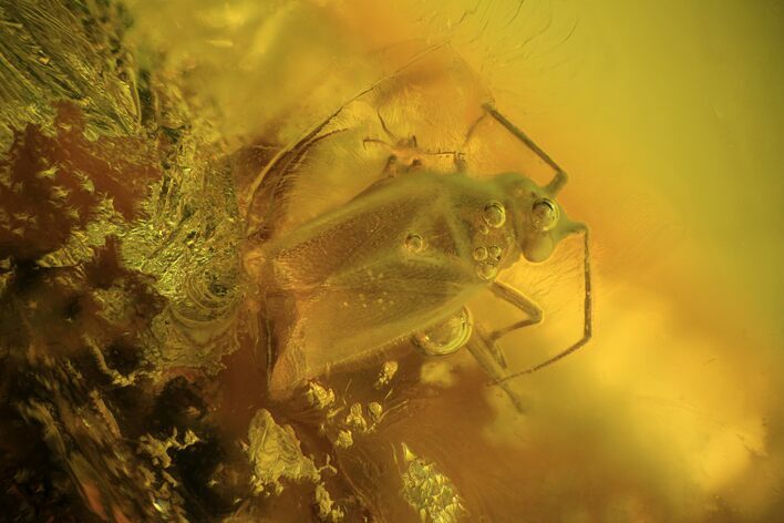 Detailed Fossil Heteroptera In Baltic Amber #94070